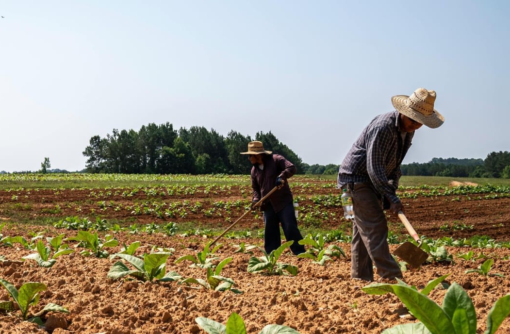 Farmer walking in the field